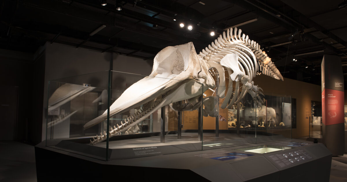 Whale-Exhibit-Left-Side-View-1