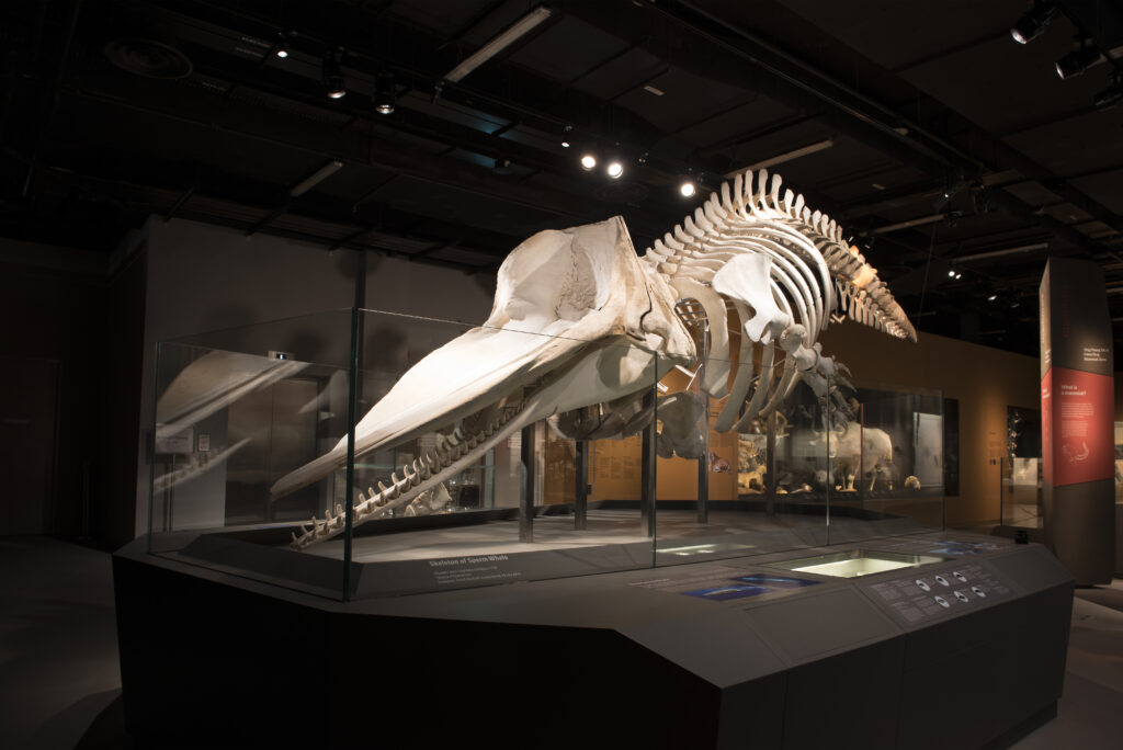 リーコンチェン自然史博物館 lee kong chian natural history museum